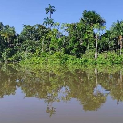 Organización Indígena - Territorio Integral, Clima, Bosques, Conservación, DDHH, Género, Biodiversidad, Bio Economía, Agroforesteria, Juventud, Ríos Voladores.