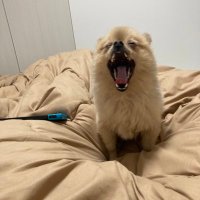 ぽてち(みずき) (@pote0402) 's Twitter Profile