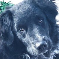 Michael Riddle (@usa4ever420) 's Twitter Profile