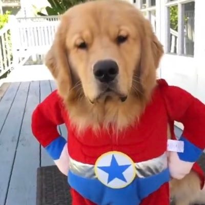 Just a person ( and a dog ) trying to see the real world. Love wins❤️Curiocity grows us ☘️日本人よ目覚めて✨☘️ 🇯🇵子供達を守ろう 🔎関心を持とう💪💝 ❤ #英語英会話講師 #動物大好き💕#自然大好き