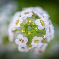 Flowering Favourites (@bpga_sa) 's Twitter Profile
