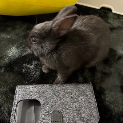 PNCpMqFb5vx3SNU's profile picture. 