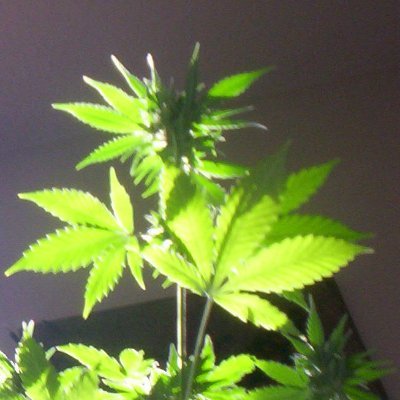 Want to start a marijuana beverage company! + a foster grow https://t.co/g8knAYjNcb PEACE!
Blocked by Jack E Smith 
Email: thinkasur@gmail.com