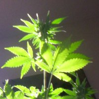 Jimmy the Weed's (@pottonics) 's Twitter Profile
