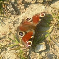 Karen (@herekaris) 's Twitter Profile