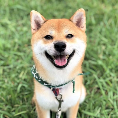 KonanShibainu's profile picture. 