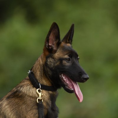 Dog Breeding & Training School (DBTS), CRPF is a premier institution in the field of breeding and training of Police K9. The institution is headed by DIG CRPF