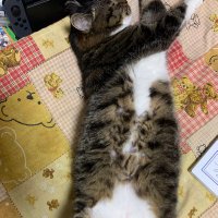 アスラーダ不定期更新 (@sinseikiw52080) 's Twitter Profile