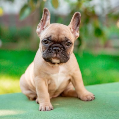 Welcome to the #frenchbulldog Community
We share lovely Photos & Videos Daily
French Bulldog fans please follow this page!!