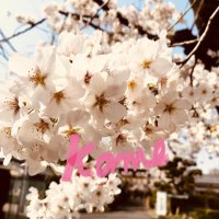 あーちゃん🐢🌸⚖️🐝 (@kattun2015) 's Twitter Profile
