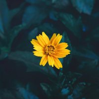 akiana.eth (@mamadeffrant) 's Twitter Profile