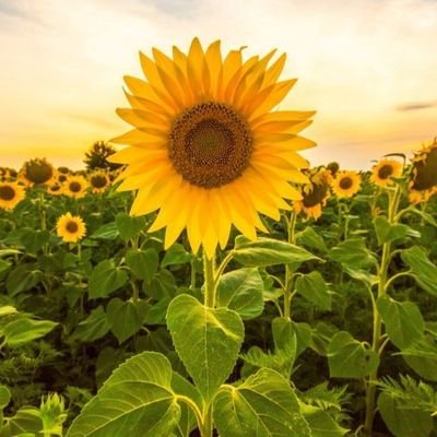 Mostafa_Ahe22's profile picture. إن الله قد خلق لكل روح من الأرواح روحًا أخرى تماثلها، وتقابلها، وتسعد بلقائها🧡