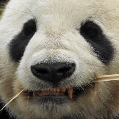 monta920's profile picture. 動物さんの為なら汗も涙もなんのその😆一番の推しは上野のパンダリーリー🐼よこはまズーラシア⚓️や身内の用あって沖縄の動物園🏝️に行ったり🌺長野の須坂市動物園🍎を応援😊✊🏻その結果愛おしい動物さん達がどんどん増えております‼️