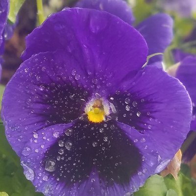 forevergold3n's profile picture. 