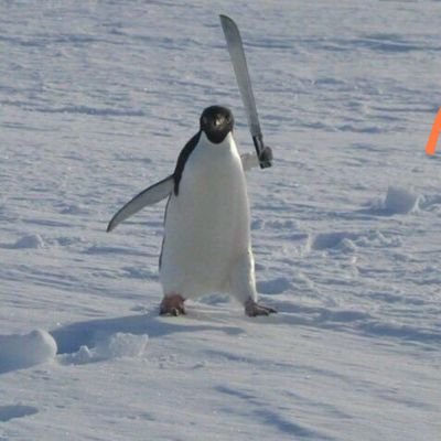 le pingouin qui glisse le moins loin