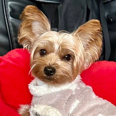 tiger_jerky's profile picture. ラスベガスが大好き。 映画も大好き。 ビーフジャーキーはあるのにタイガージャーキーは無いね…