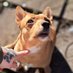 Bott/Botty🐶🐾💙 jackawawa🐶🐾💚🇬🇧🏴 (@staceyw17544370) Twitter profile photo Bott/Botty🐶🐾💙 jackawawa🐶🐾💚🇬🇧🏴 (@staceyw17544370) Twitter profile photo