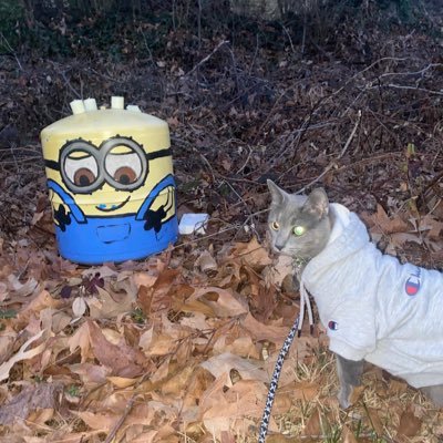 sadoldbear's profile picture. 