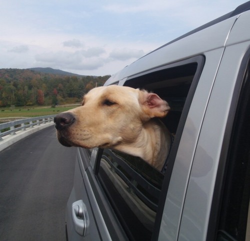 birchietweets's profile picture. Educator, travel seeker & mum to a 4 legged lab