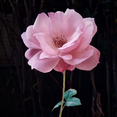 d_dikshaaa's profile picture. learning every day.