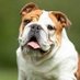 English Bulldog Mafia (@englishmafia_) Twitter profile photo