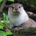 Otter lover club USA (@Otterloverclub1) Twitter profile photo