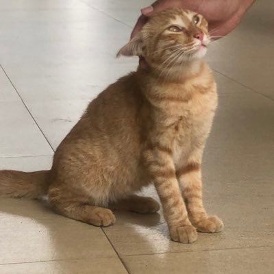 risapusingtpb's profile picture. hm