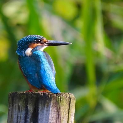 野鳥が好き！コンデジで頑張ってます