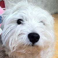 yumitan (@yumitanbobby3) 's Twitter Profile Photo yumitan (@yumitanbobby3) 's Twitter Profile Photo