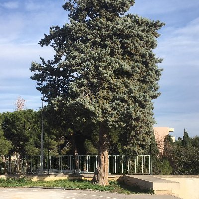 Sauvons le stade des Eucalyptus menacé par un projet de centre commercial