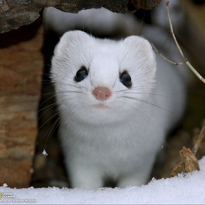 @StoatCS