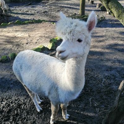 linke Feministin (terfs nerven!),
dauernd wüten, frustriert & hoffnungslos von (corona) Politik und Staat,
Antifaschistin. psychisch mäh.
Süße Tiere sind toll😍