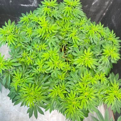 GeeCanabis's profile picture. Grower cannabis’s