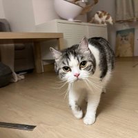 Dx 🍀🍀🦈🍀🍀 (@deepblueseaz002) 's Twitter Profile Photo