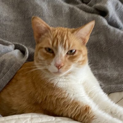 elnino_elgato's profile picture. The pure and perfect specimen.

E L   N I Ñ O

Posting cats whenever we feel like it.

Owners: 💻, 🍞