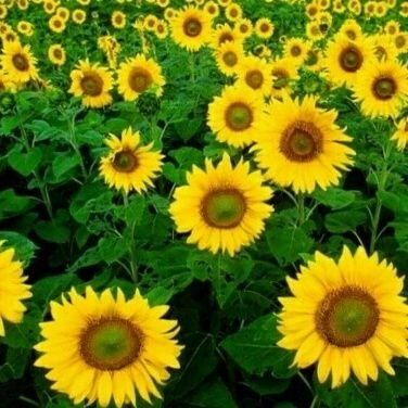 knkphrsukha1's profile picture.