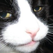 Mönkey (@monkey_xdd) 's Twitter Profile