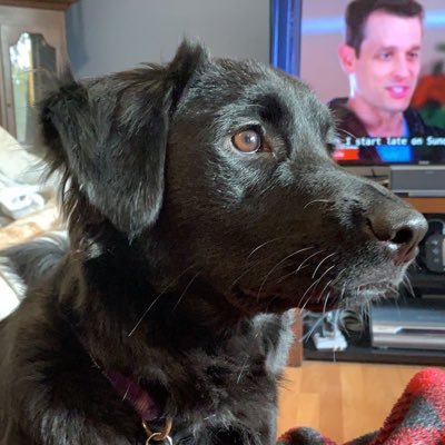 blueraspberry_0's profile picture. 