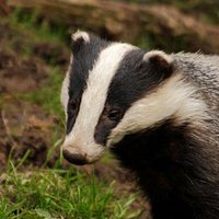 Jez (@naturemanwales) 's Twitter Profile Photo Jez (@naturemanwales) 's Twitter Profile Photo