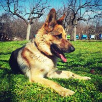 German Shepherd 2.0(@German_S_2) 's Twitter Profile Photo