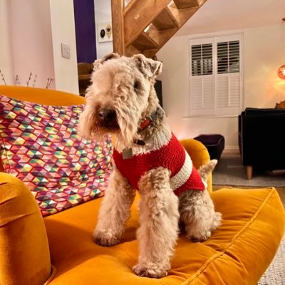 I'm Bertie a very happy Lakeland Terrier who lives in Cheltenham. I love everybody and I try everyday to be a good boy but it doesn't always quite work out!