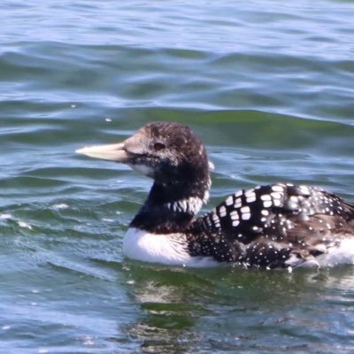 NLewis_birds's profile picture. Wildlife sightings from the northern tip of Lewis. Inspired by our friend Tony Marr to relocate to Port Nis.