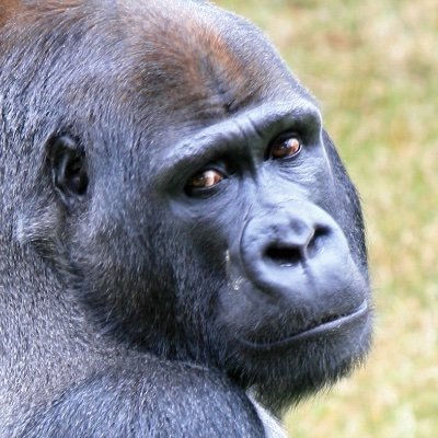 harambe_fren Profile Picture