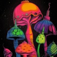Myco Experience (@mycoexperiences) 's Twitter Profile