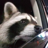 Marthy (@evilmarthy) 's Twitter Profile