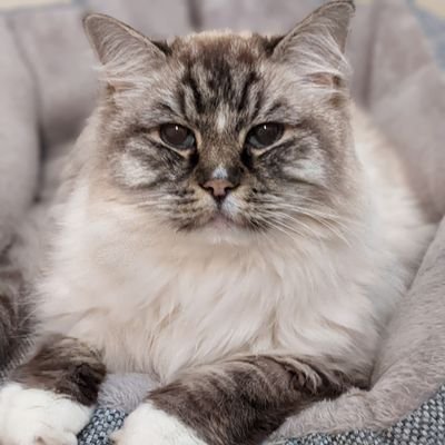 rinndoll's profile picture. 北海道に移住。小さな丘でラグドール兄弟と暮らしていました。毛玉王は21歳3ヶ月9日で心臓肥大、腎臓病→尿毒症で2025/1/7 8:08に。籠入り王子は膵炎、心臓肥大、腎不全、尿毒症との8年の闘病の末、2023/3/5 5:45 19歳5ヶ月2日でお空の小さな小さな星になりました。現在美しいバーマン子猫育児中👶