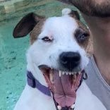 MEAN DOG (@fredcastawhat) 's Twitter Profile