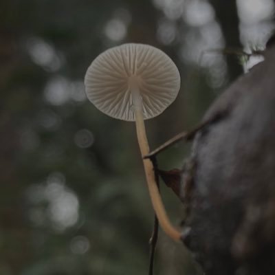 fungi photography / insect appreciation