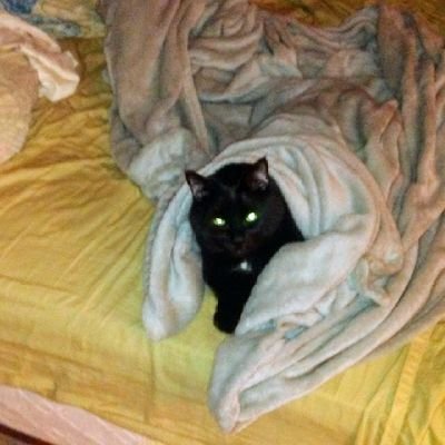 I love cats and I am big circus fan and bluegrassmusic