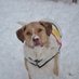 TripsWithPets.com (@tripswithpets) Twitter profile photo TripsWithPets.com (@tripswithpets) Twitter profile photo